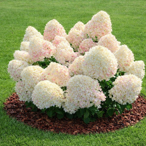Hortensia paniculata Sugar Rush de vanzare la ghiveci 10l. Preț mic ❤️ FloraPris