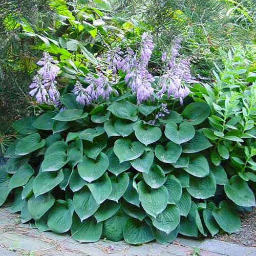 Hosta Blue Cadet la ghiveci, preț bun ❤️ FloraPris