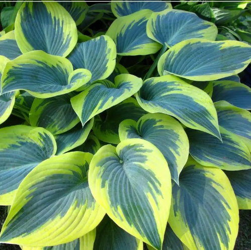 Hosta First Frost de vânzare la ghiveci, preț bun ❤️ FloraPris