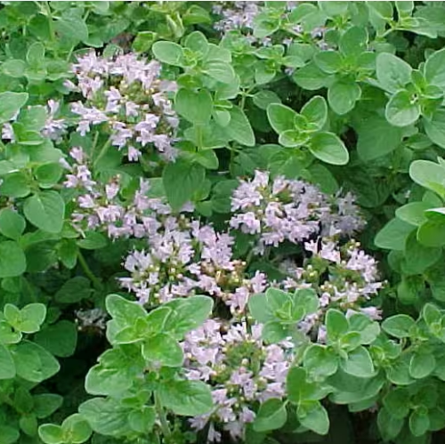Origanum Classico de vânzare la ghiveci preț avantajos ❤️ FloraPris