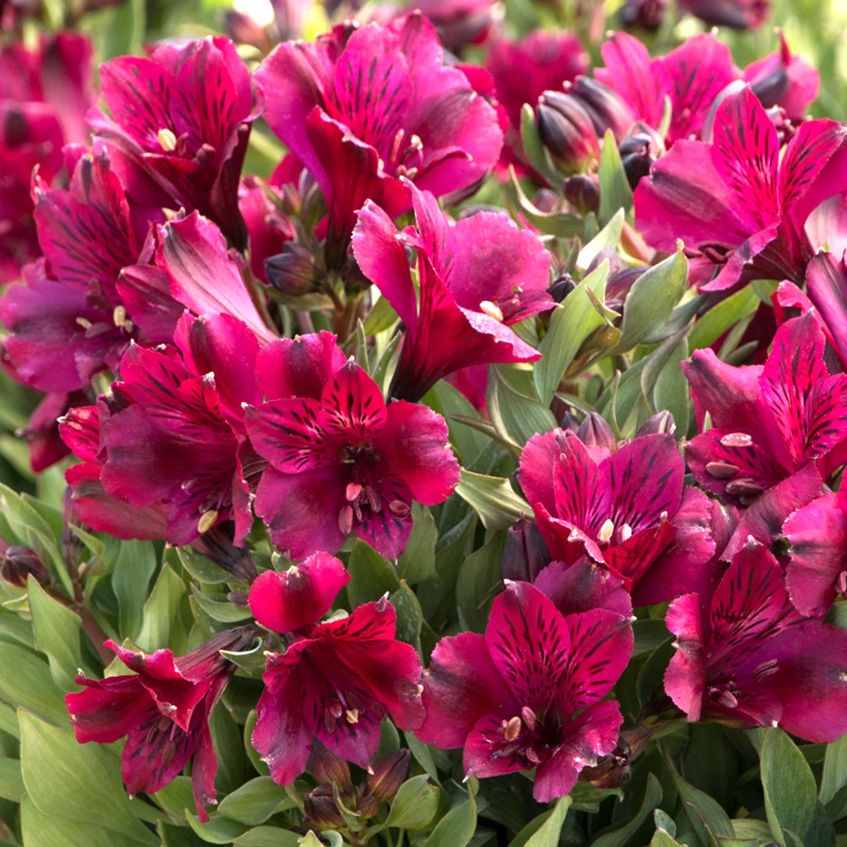 Alstroemeria Dark Purple la ghiveci, preț bun ❤️ FloraPris