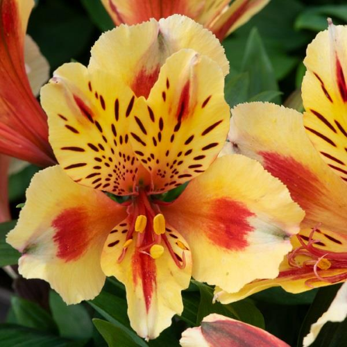 Alstroemeria Inticancha Sunset la ghiveci, preț bun ❤️ FloraPris