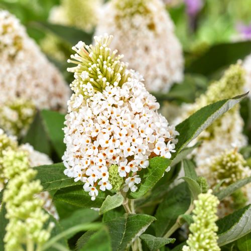 Buddleja alb Litlerocstars White la ghiveci, preț bun ❤️ FloraPris
