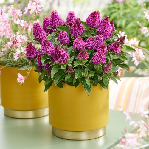Buddleja roșu de vânzare la ghiveci, preț mic ❤️ FloraPris