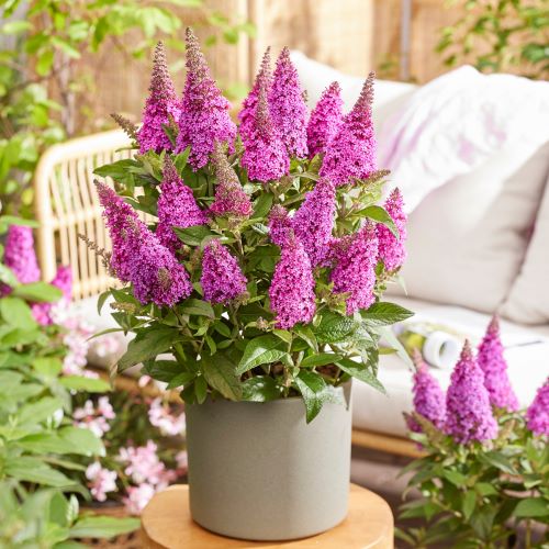 Buddleja roz Chrysalis Pink la ghiveci ❤️ FloraPris