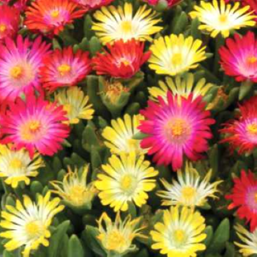 Delosperma Icecream Swirl de vanzare la ghiveci, pret bun ❤️ FloraPris