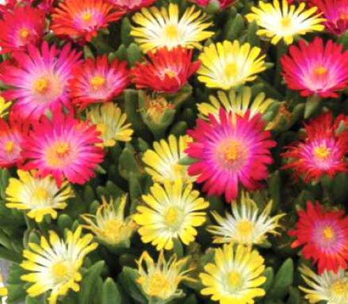 Delosperma Icecream Swirl de vanzare la ghiveci, pret bun ❤️ FloraPris
