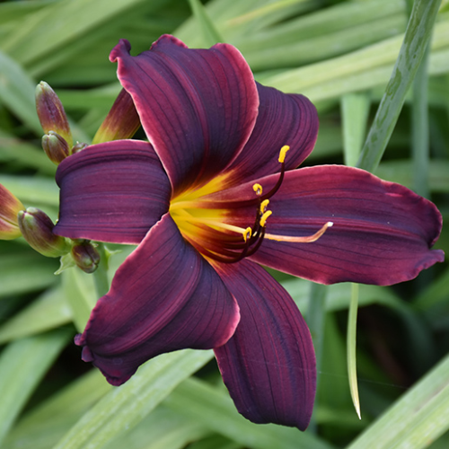 Hemerocallis American Revolution la ghiveci cu preț bun ❤️ FloraPris