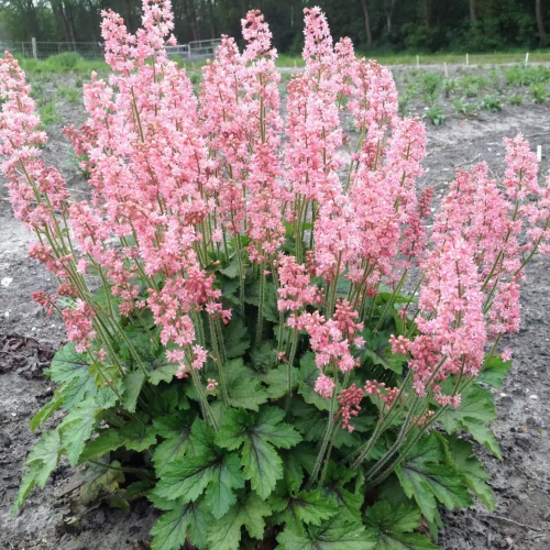 Heucherela Pink Revolution la ghiveci, preț bun ❤️ FloraPris