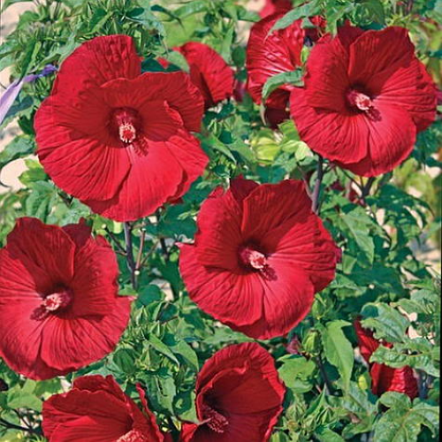 Hibiscus moscheutos My Valentine la ghiveci, preț bun ❤️ FloraPris