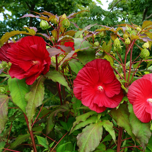 Hibiscus moscheutos My Valentine la ghiveci ❤️ FloraPris