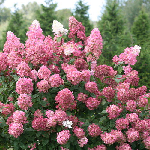 Hortensia paniculata Fire Light în ghiveci. ❤️ FloraPris