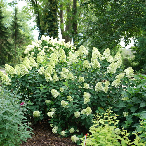 Hortensia paniculata Lime Light Prime în ghiveci 6l. Preț bun ❤️ FloraPris