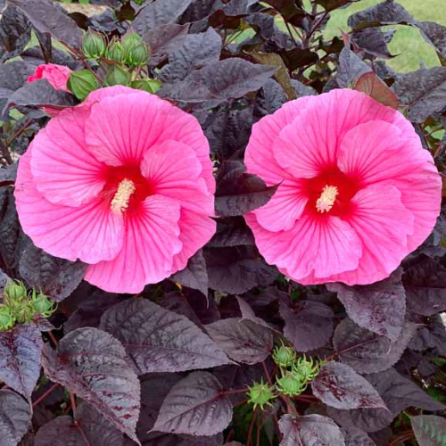 Hibiscus moscheutos Edge Of Night la ghiveci, preț bun ❤️ FloraPris