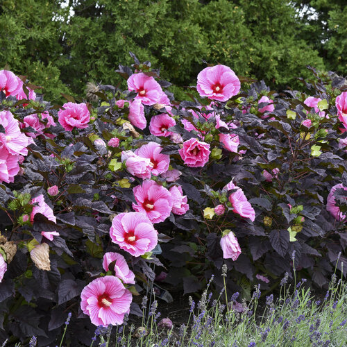 Hibiscus moscheutos Edge Of Night de vanzare la ghiveci, preț bun ❤️ FloraPris