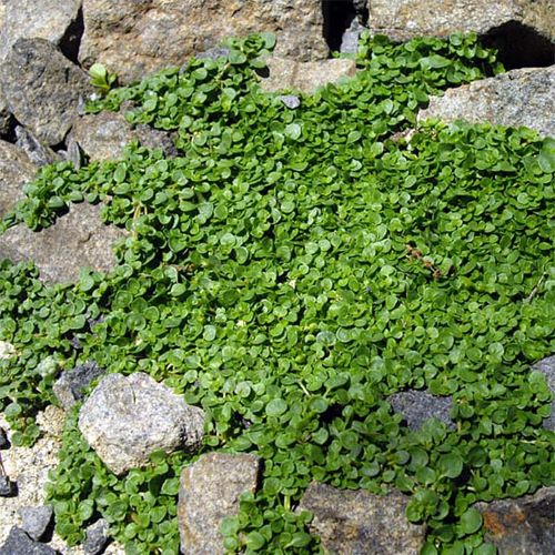 Mentha Raquenii la ghiveci. Acoperitor de sol ❤️ FloraPris