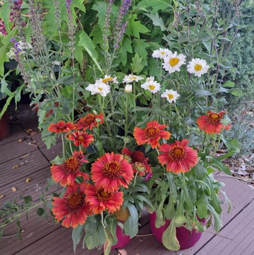 Mix 3 plante perene de vanzare la ghiveci, cu preț excepțional ❤️ FloraPris