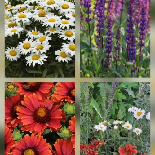 Mix 3 plante perene în ghiveci. Grădina pe tavă ❤️ FloraPris