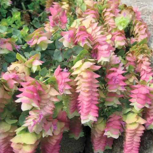 Origanum Kent Beauty de vânzare la ghiveci cu preț bun ❤️ FloraPris