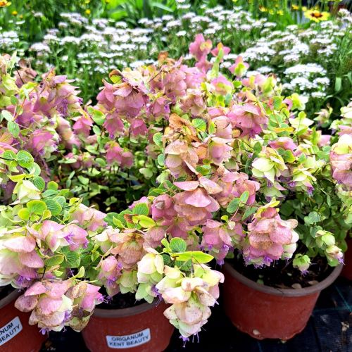 Origanum Kent Beauty de vânzare la ghiveci ❤️ FloraPris