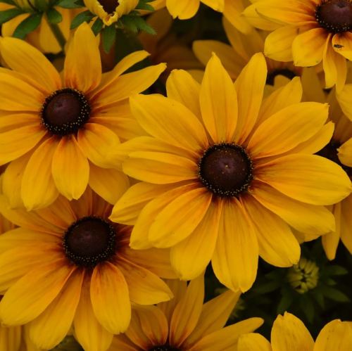 Rudbeckia Carolina Sunbeckia de vânzare lpret bun ❤️ FloraPris