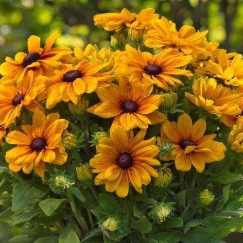 Rudbeckia Carolina Sunbeckia la ghiveci ❤️ FloraPris