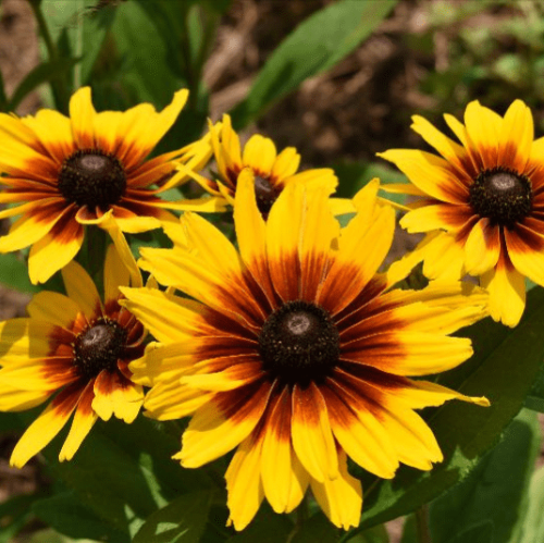 Rudbeckia Mini Bekia Flame de vânzare la ghiveci ❤️ FloraPris