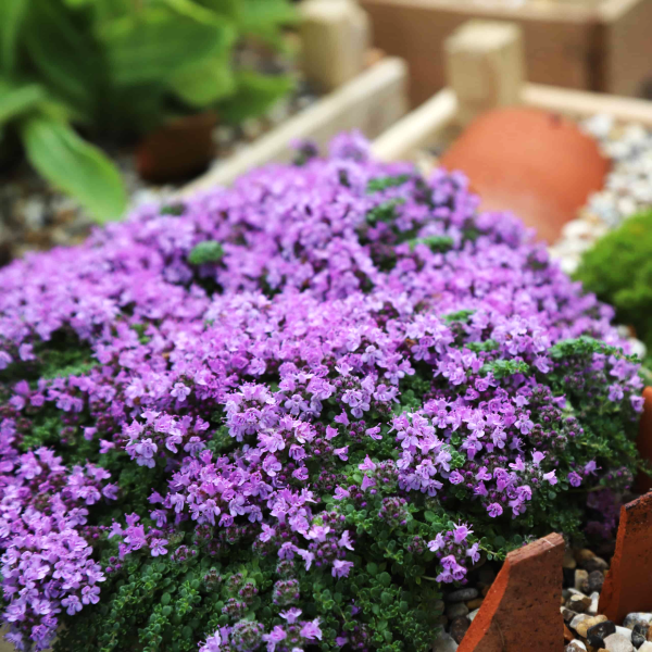 Thymus Minor de vânzare la ghiveci, preț bun ❤️ FloraPris