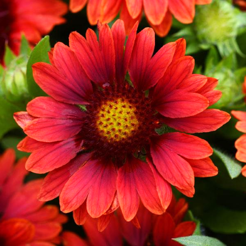 Gaillardia Spintop Red la ghiveci, preț bun ❤️ FloraPris