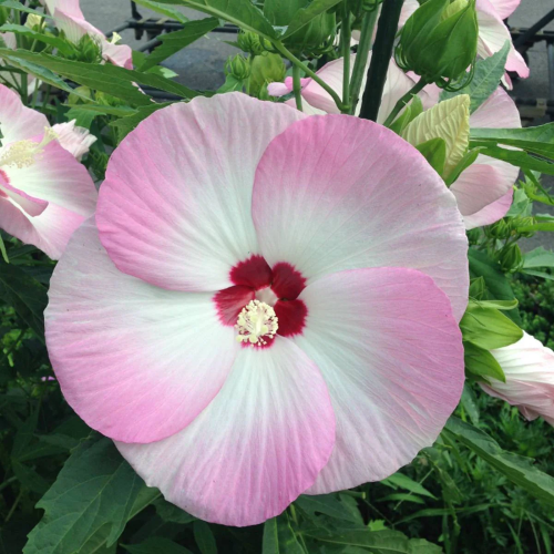 Hibiscus Moscheutos bicolor de vanzare, la ghiveci ❤️ FloraPris
