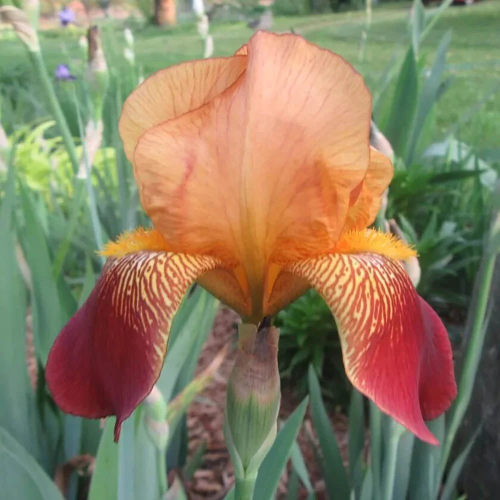 Iris Germanica Caligula de vanzare la ghiveci preț bun ❤️ FloraPris