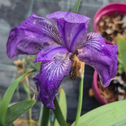 Iris Germanica Glory de vânzare la ghiveci preț bun ❤️ FloraPris