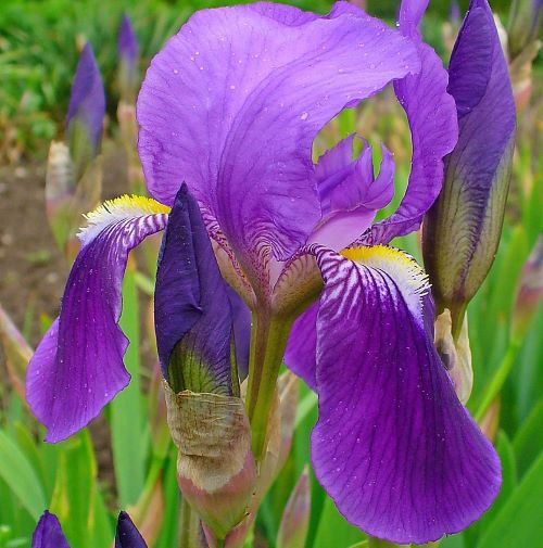 Iris Germanica Glory la ghiveci preț bun ❤️ FloraPris