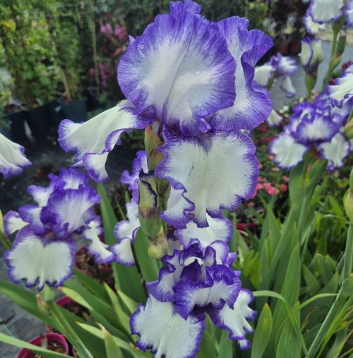 Iris Germanica Hemstitched la ghiveci preț bun ❤️ FloraPris