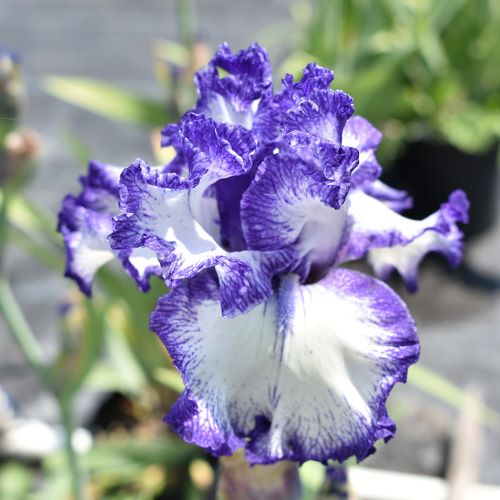 Iris Germanica Hemstitched la ghiveci preț mic❤️ FloraPris