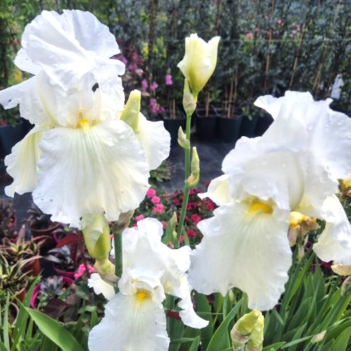 Iris Germanica Immortality la ghiveci preț bun ❤️ FloraPris