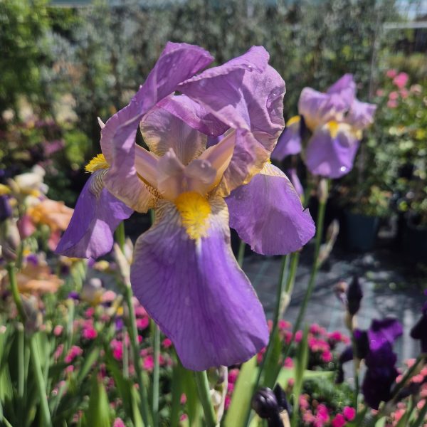 Iris Germanica Lent A. Williamson de vanzare la ghiveci ❤️ FloraPris
