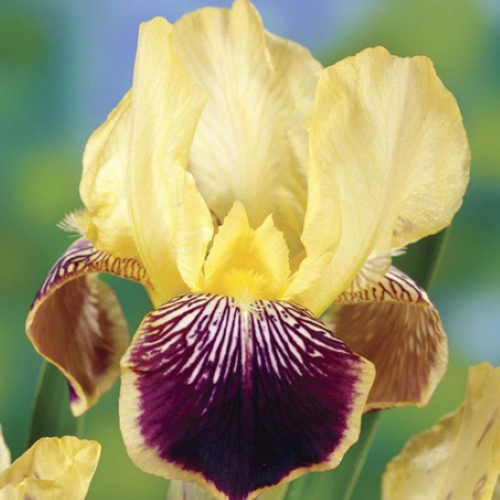 Iris Germanica Nibelungen la ghiveci preț bun ❤️ FloraPris