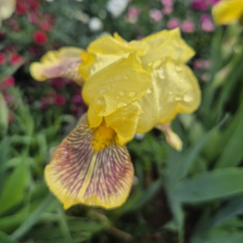 Iris Germanica Nibelungen la ghiveci ❤️ FloraPris