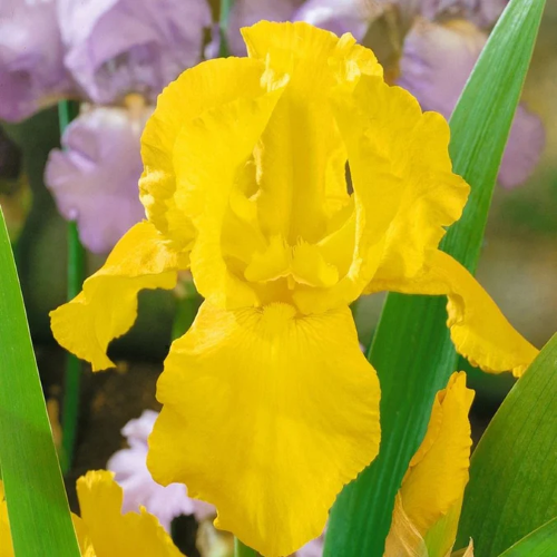 Iris Germanica Ola Kala la ghiveci preț bun ❤️ FloraPris