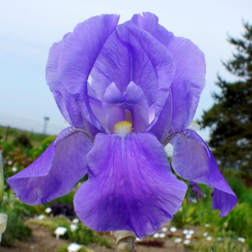 Iris Germanica Pallida Dalmatica la ghiveci ❤️ FloraPris