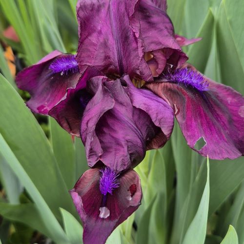 Iris Germanica Rock Star de vanzare in ghiveci ❤️ FloraPris