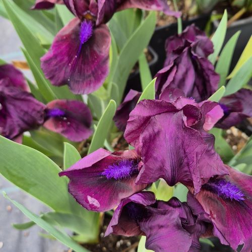 Iris Germanica Rock Star de vanzare la ghiveci pret mic ❤️ FloraPris