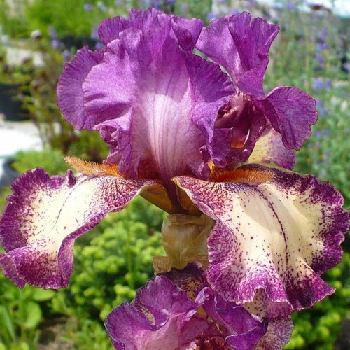 Iris Germanica Rock Star la ghiveci preț bun ❤️ FloraPris