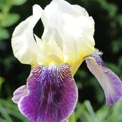 Iris Germanica Salonique la ghiveci preț bun ❤️ FloraPris