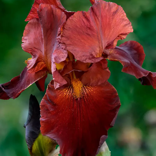 Iris Germanica Sultan’s Palace de vanzare la ghiveci ❤️ FloraPris