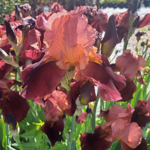 Iris Germanica Sultan’s Palace la ghiveci preț bun ❤️ FloraPris
