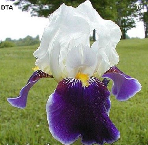 Iris Germanica Wabash la ghiveci preț bun ❤️ FloraPris