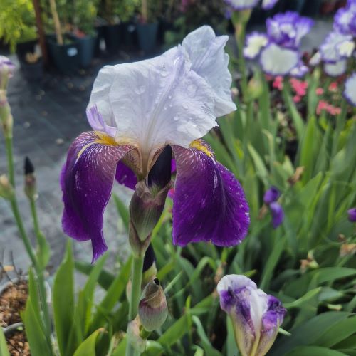 Iris Germanica Wabash la ghiveci preț mic ❤️ FloraPris