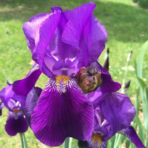 Iris germanica Joanna de vanzare la ghiveci preț bun ❤️ FloraPris